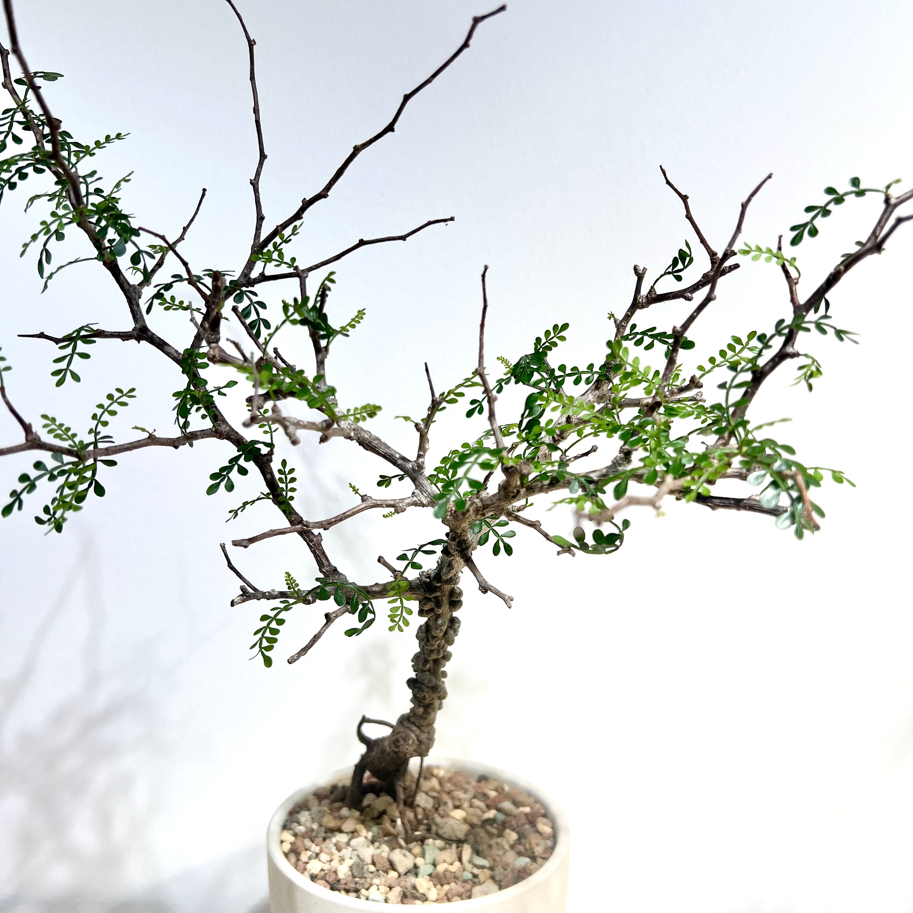 Operculicaya Pachypaus - Image 2