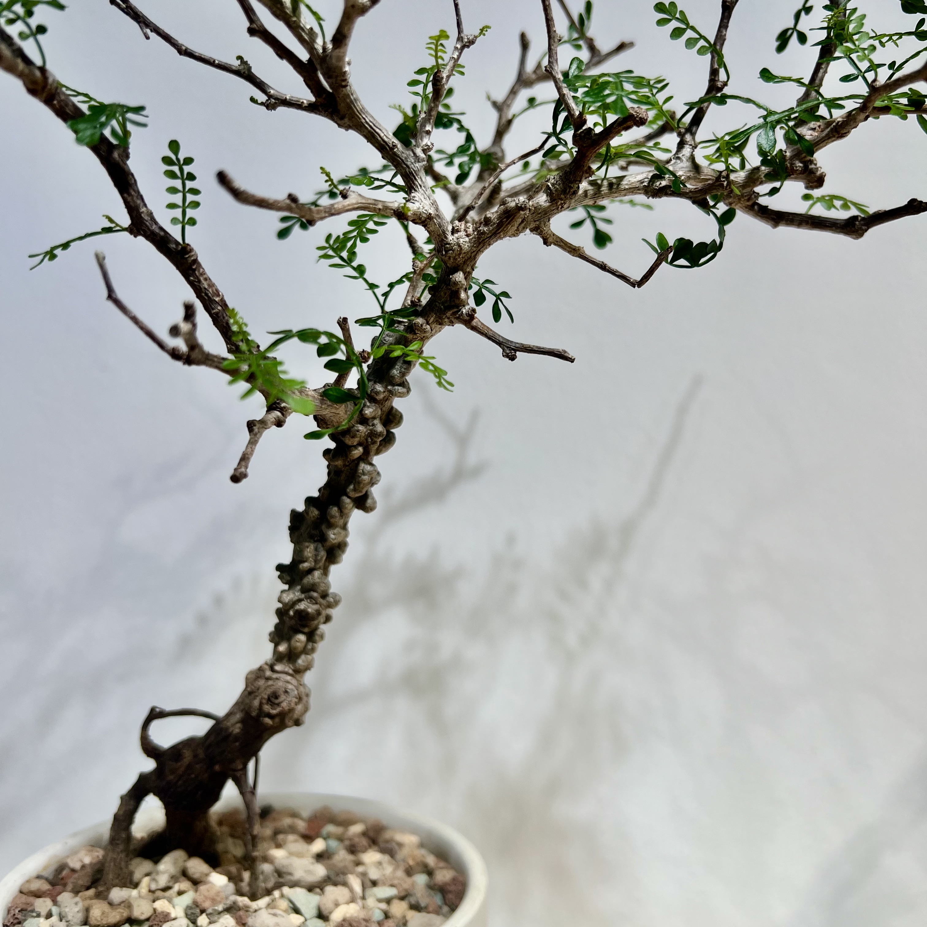 operculicarya pachypus