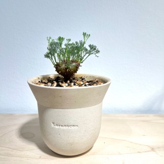 Monsonia peniculina choice 1