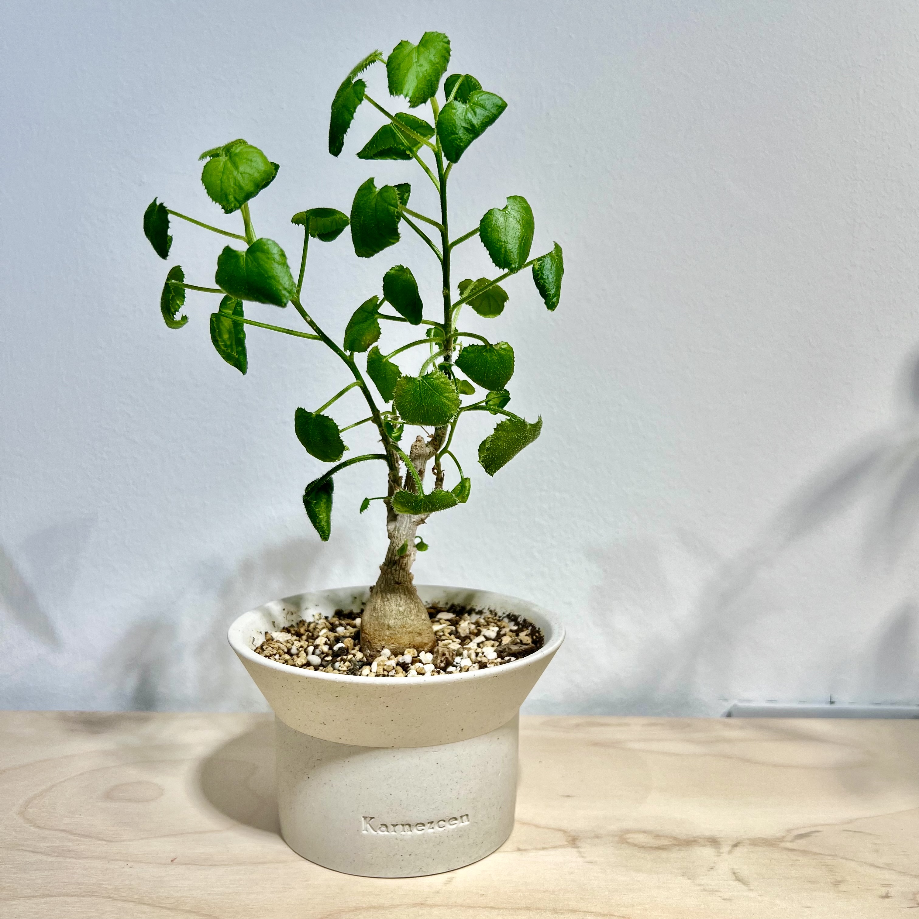 dendrosicyos socotranus