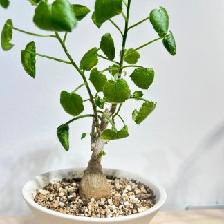 Dendrosicyos Socotranus