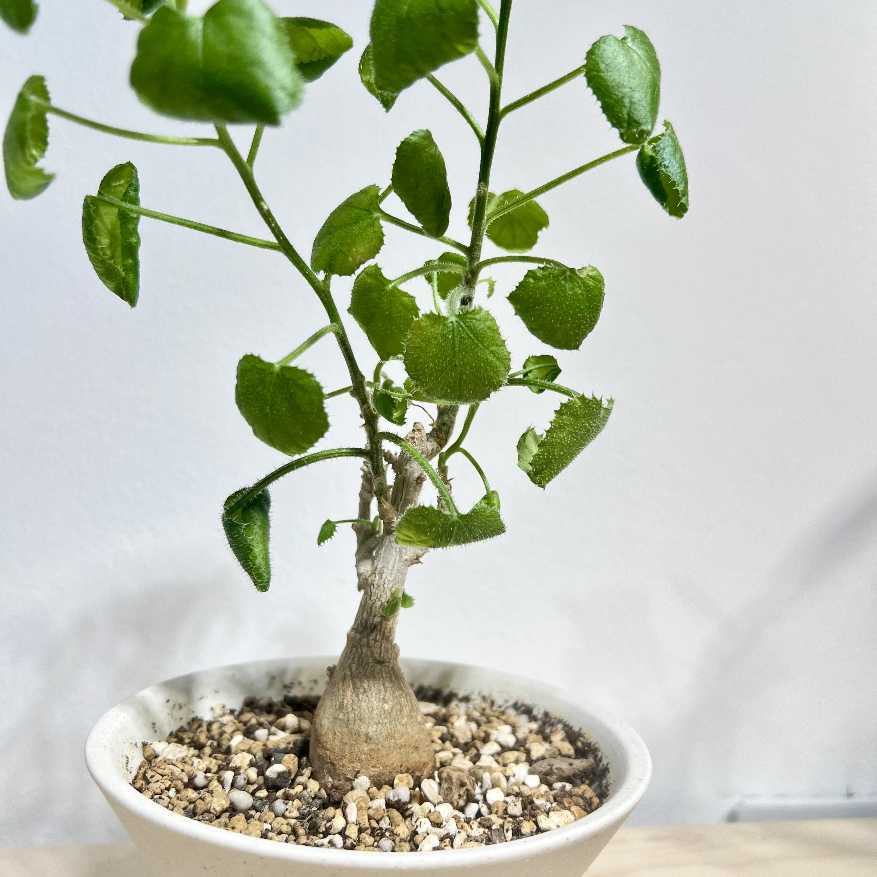 Dendrosicyos Socotranus